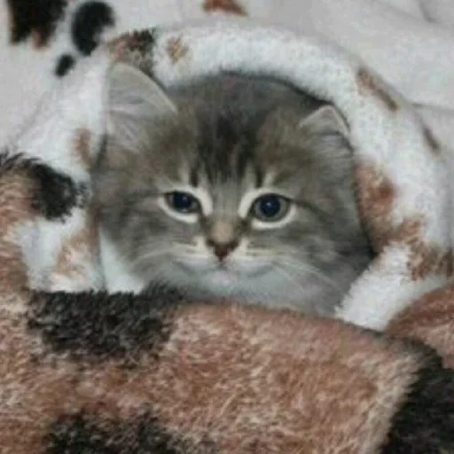 cat cat mammal animal