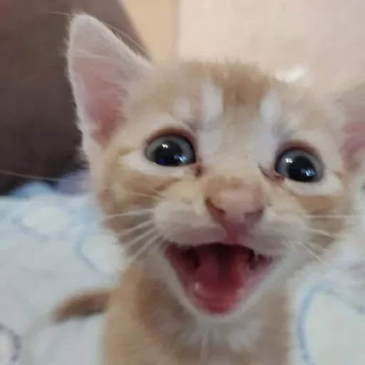 mammal mammal animal cat
