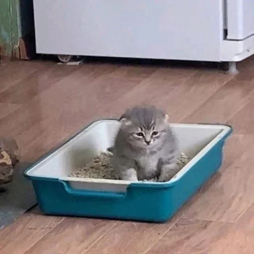 cat cat animal indoor