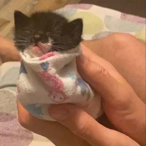 cat cat kitten small to medium-sized cats