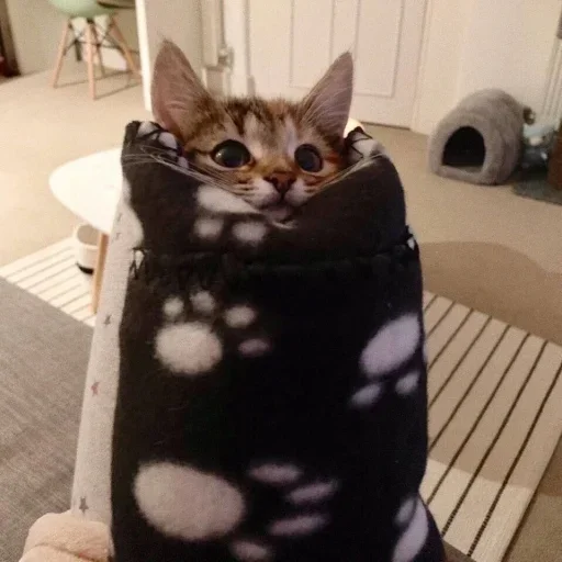 animal animal indoor small to medium-sized cats