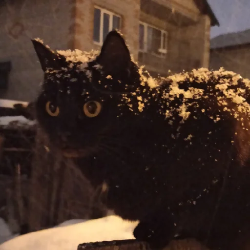 йооу йооу -