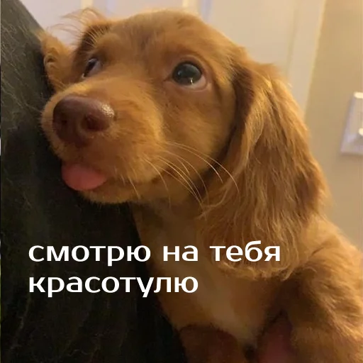 Зверюшки @BurningHut Зверюшки @BurningHut -
