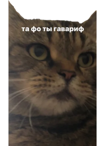 богема богема -