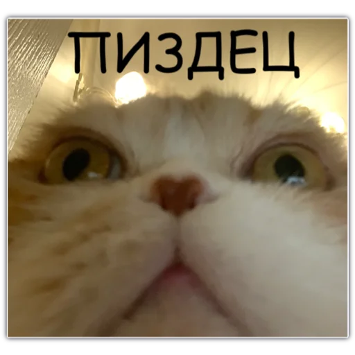 жаба edition🐸 жаба edition🐸 -