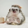 Jane's Hedgehogs (@janevoo) Jane's Hedgehogs (@janevoo) - animal