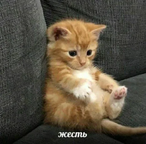 жесть жесть -