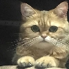 коты(кошки) коты(кошки) - животное