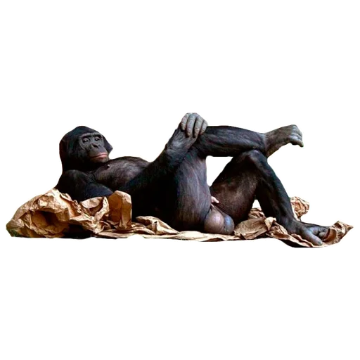 statue statue sculpture art