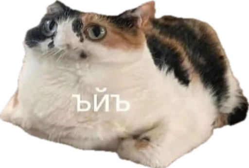 ЖОЖА ЖОЖА -