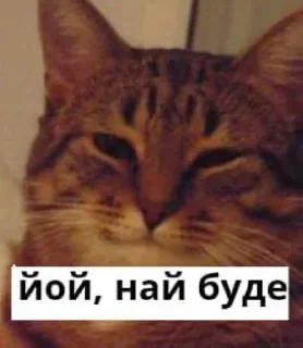 йой, най буде @ukrainiatrash йой, най буде @ukrainiatrash - кошка