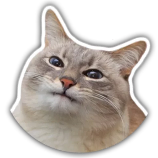сдохла когда краш это мать сдохла когда краш это мать -