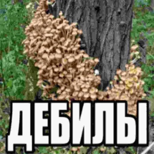 йомаьо йомаьо -