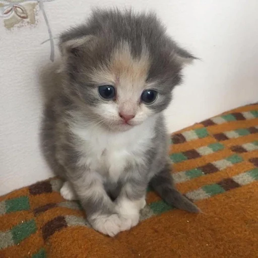 кошка кошка животное млекопитающее