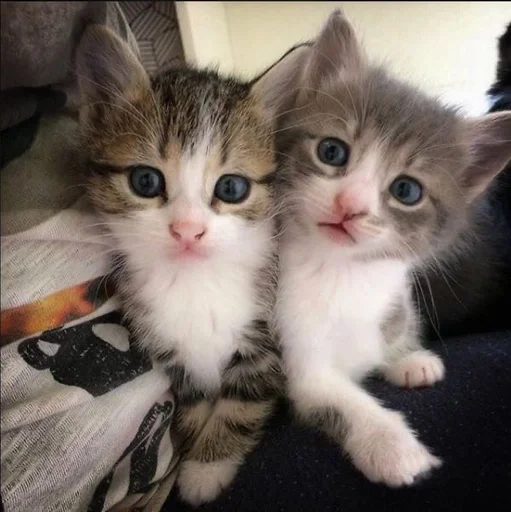 животное животное кошка млекопитающее
