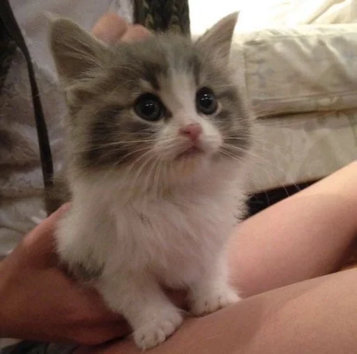 кошка кошка домашняя кошка кошки малого и среднего размера