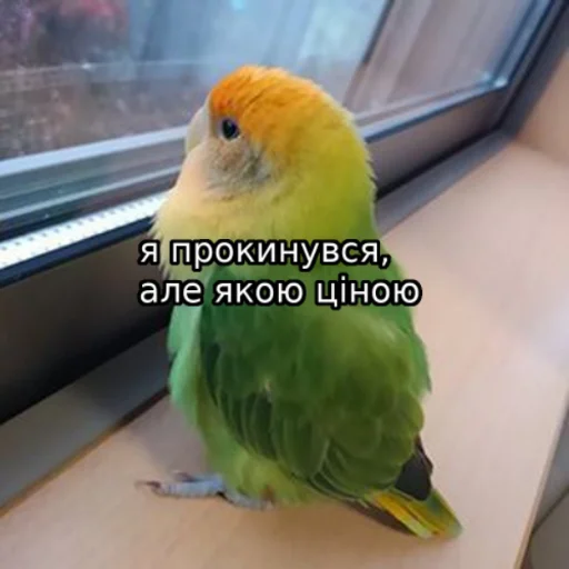 jmemes jmemes -