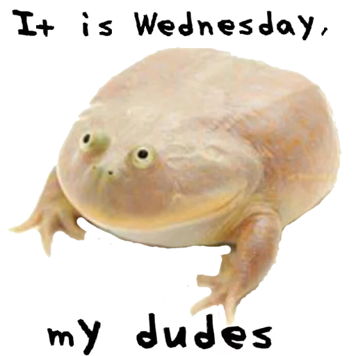It is wednesday my dudes It is wednesday my dudes -