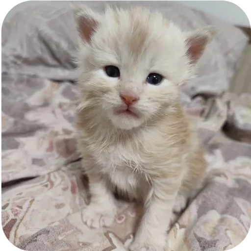 кака кака -