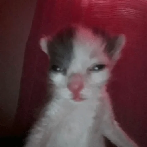 какаха какаха -