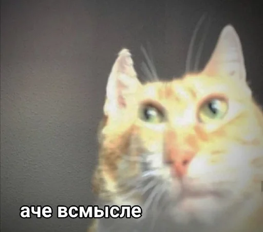 animal animal mammal cat