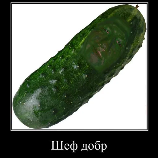 cucumber cucumber food cucumis