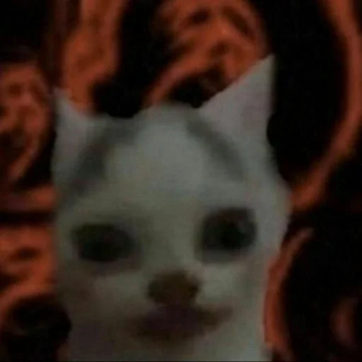 кота мав by @fStikBot кота мав by @fStikBot - млекопитающее