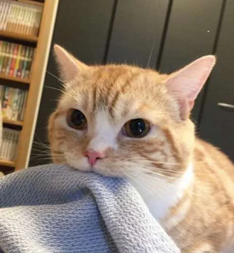 kitiki kitiki -