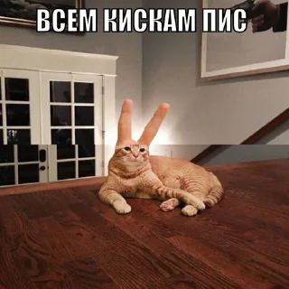 Дижитал Дижитал - animal