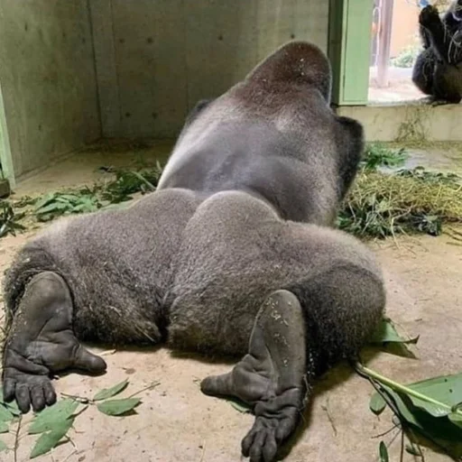 animal animal mammal zoo