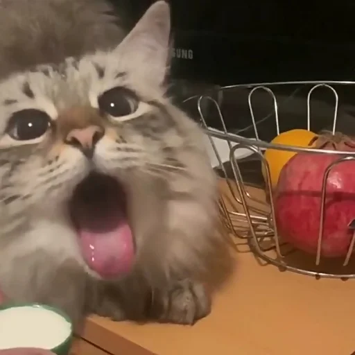 animal animal indoor small to medium-sized cats