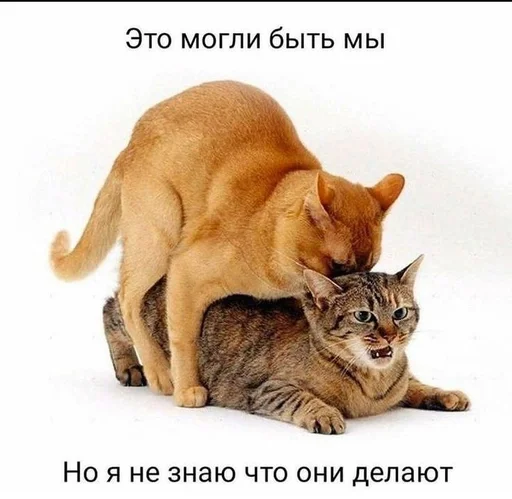кекс :: @fStikBot кекс :: @fStikBot -