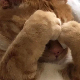@kekiiy @kekiiy - животное