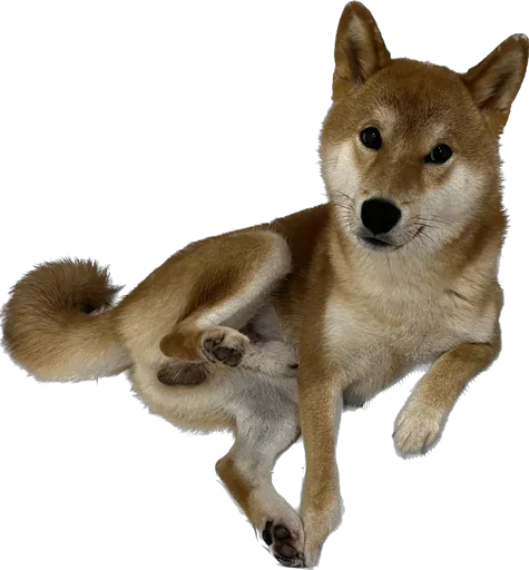 Siba inu Kenji Siba inu Kenji -