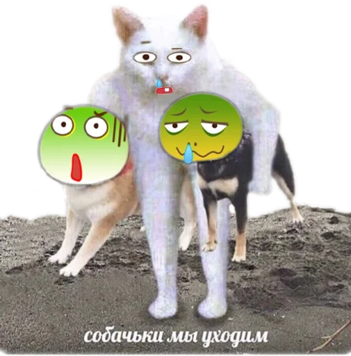 животное животное кошка земля