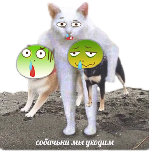 животное животное кошка земля