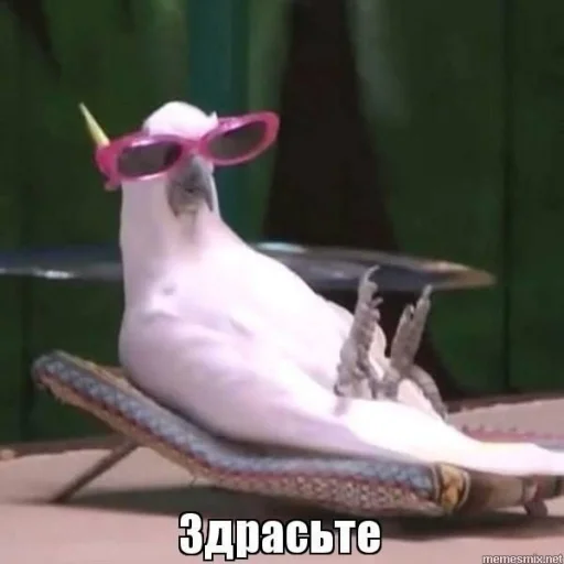 Пагавари мне тут Пагавари мне тут - animal