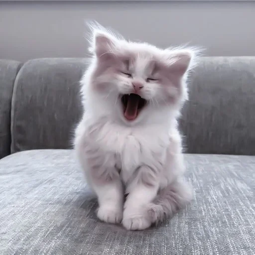 ❲💗❳cute kitties by @hlwoodstickers :: @fStikBot ❲💗❳cute kitties by @hlwoodstickers :: @fStikBot -