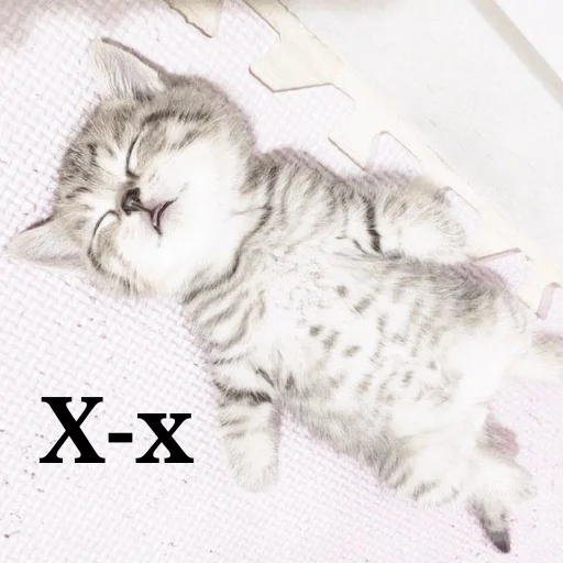 киотич4ки @miymaayww киотич4ки @miymaayww -