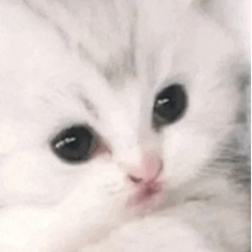 Стикер cats!! - 3 Стикер cats!! - 3