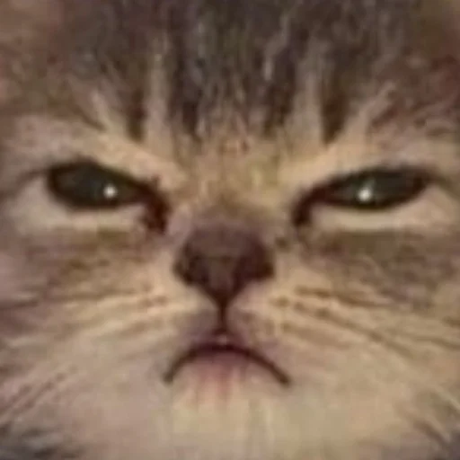 Стикер cats!! - 1 Стикер cats!! - 1