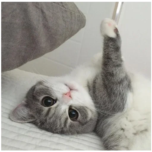 Котики Котики -