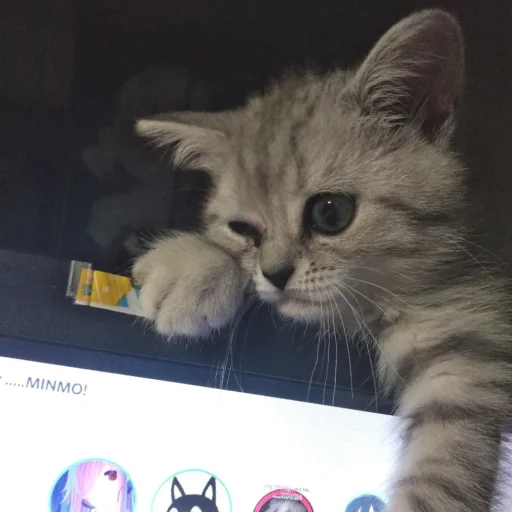 :*****- @yksIfsbtIwtd :*****- @yksIfsbtIwtd - кошки малого и среднего размера