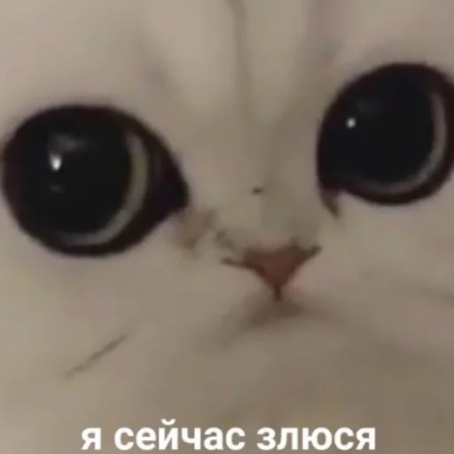 китик китик -