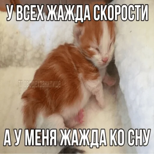 Китики by @memeszipfolder Китики by @memeszipfolder -