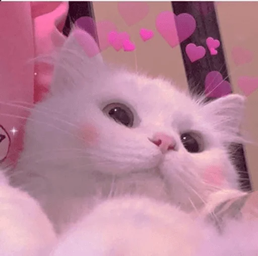 cat_for_you cat_for_you -