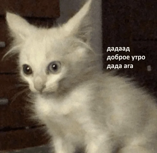 Стикер cat_for_you - 0