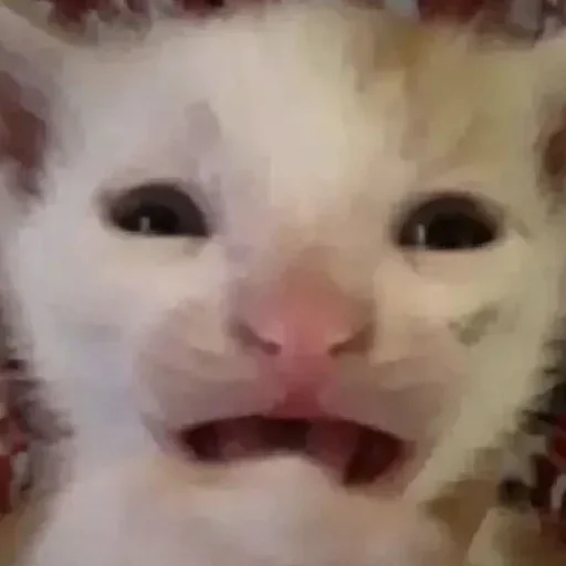 хайповые котеки хайповые котеки -