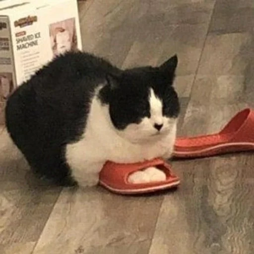 котятушки :: @fStikBot