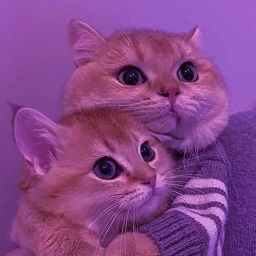 котики. котики. -